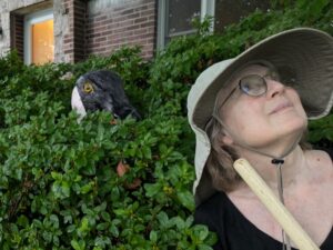 2025 Saskatoon Fringe Reviews, Part 2: Geese, potatoes and violent crime